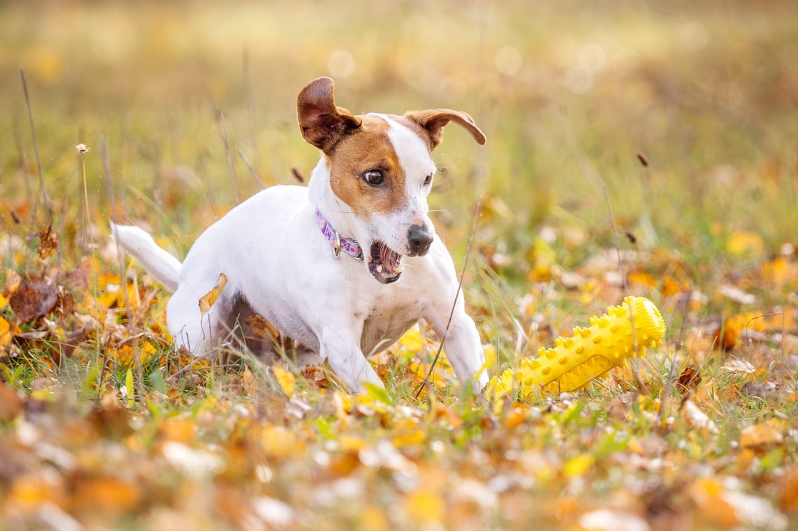 Jack Russel mit Spielzeug
