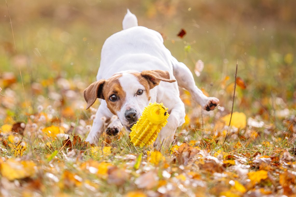 Jack Russel mit Spielzeug