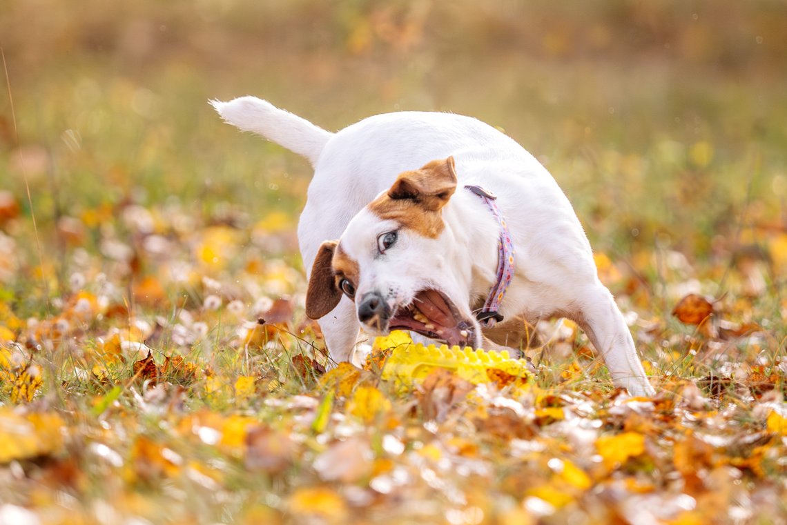 Jack Russel mit Spielzeug