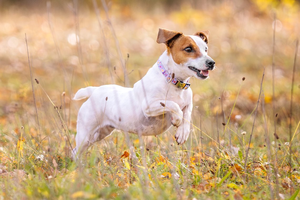 Jack Russel läuft über Wiese