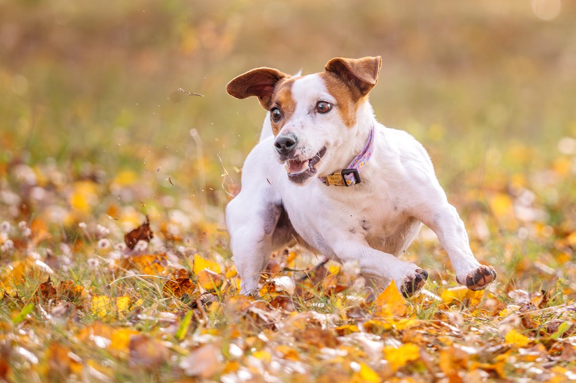 Jack Russel springt über Wiese
