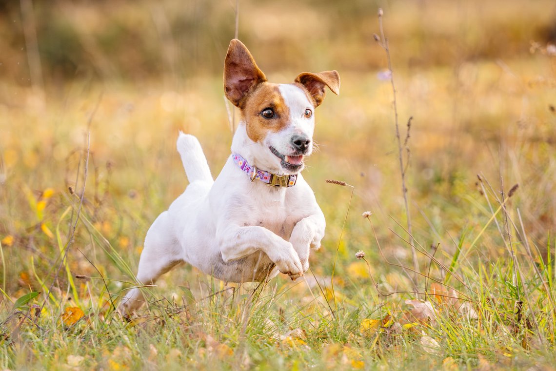 Jack Russel springt über Wiese
