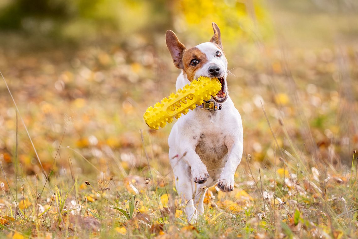 Jack Russel rennt mit Spielzeug