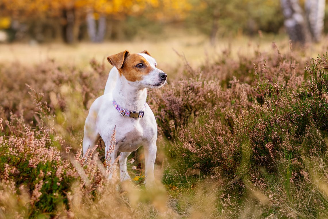 Jack Russel in der Heide