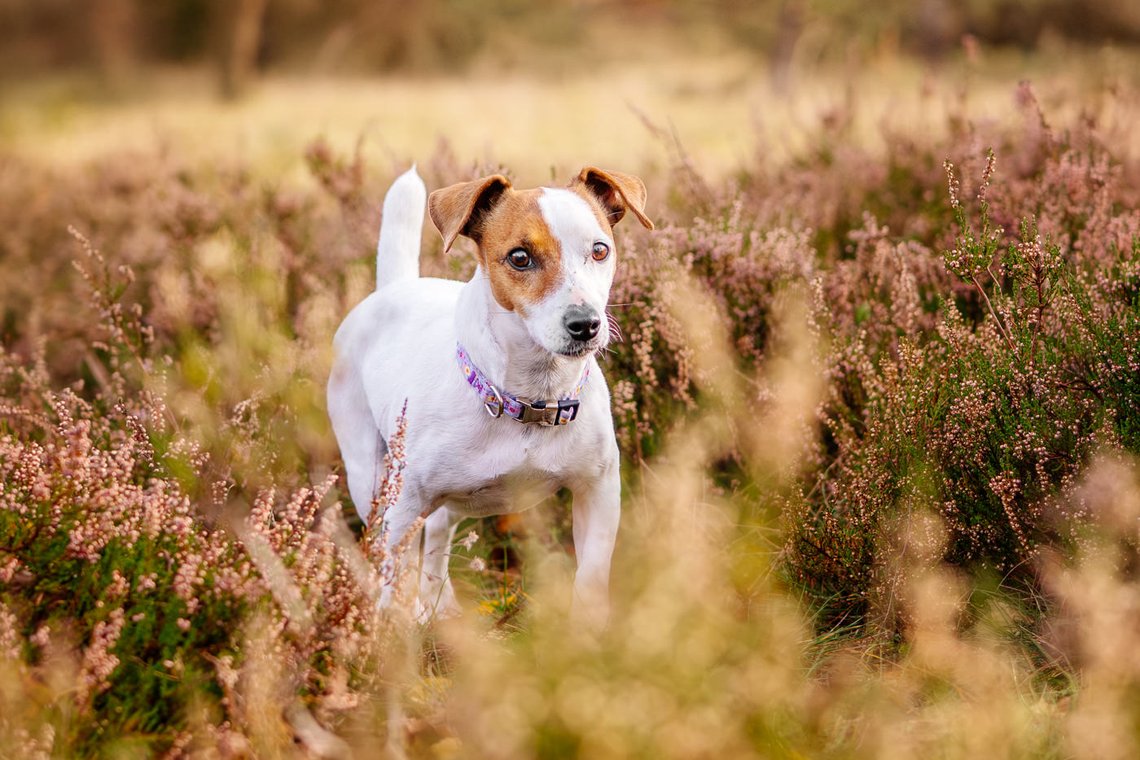 Jack Russel in der Heide
