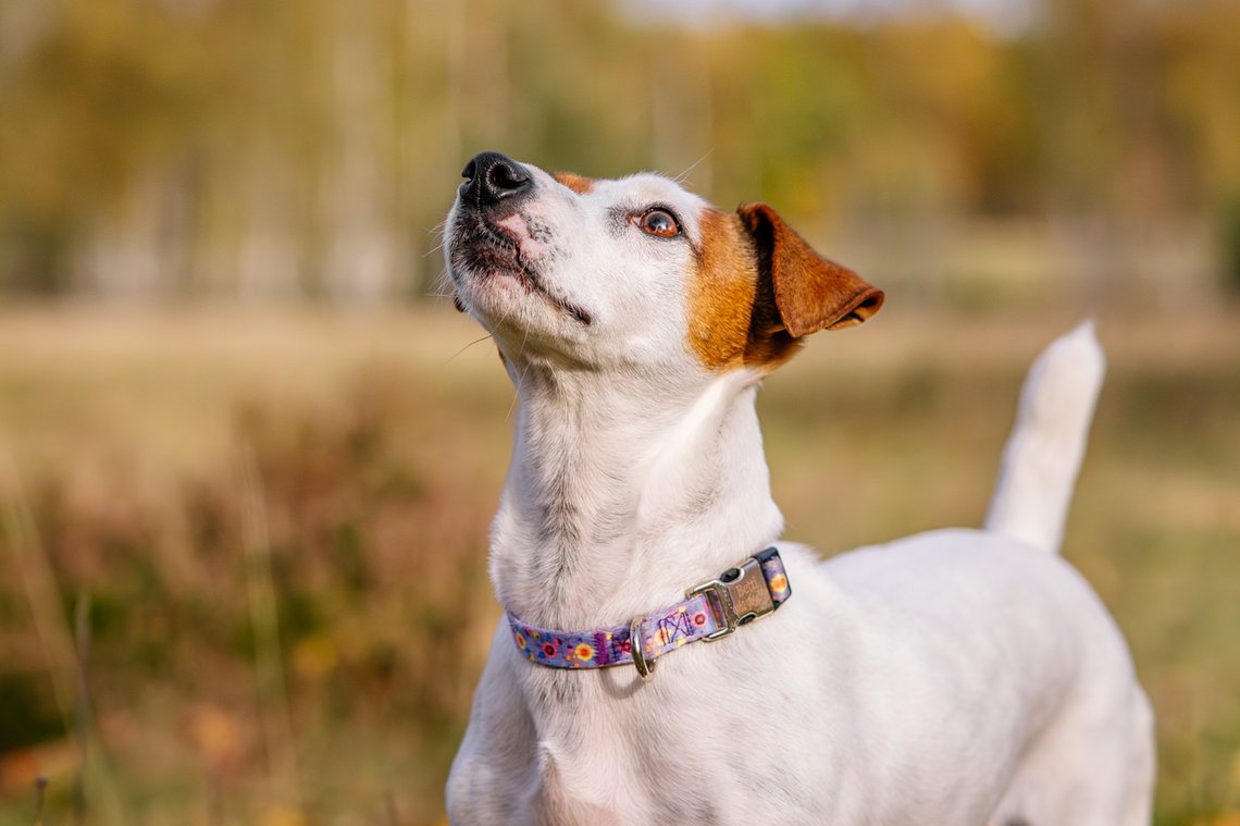 Jack Russel schaut nach oben
