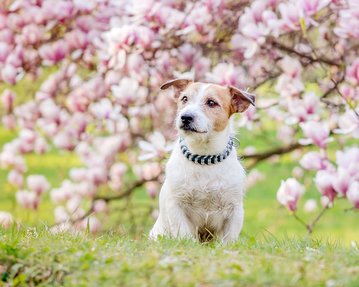 Jack Russel Terrier Hundefoto vor Magnolie in Freital