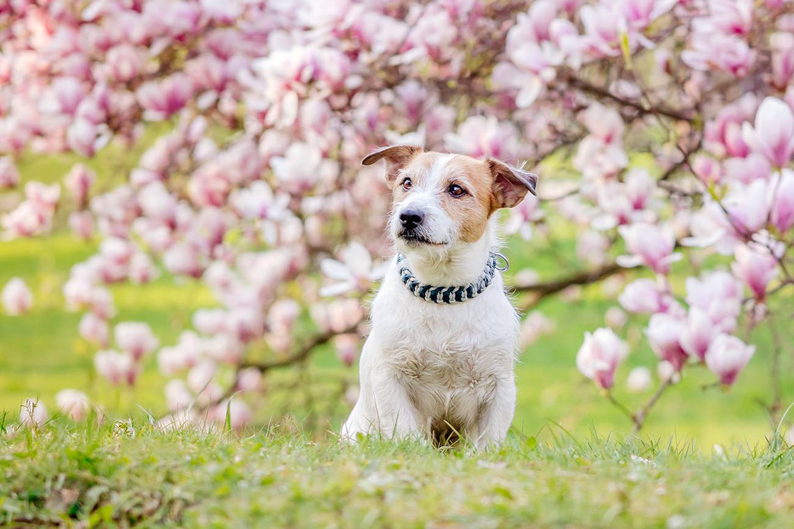 Jack Russel Terrier Hundefoto vor Magnolie in Freital