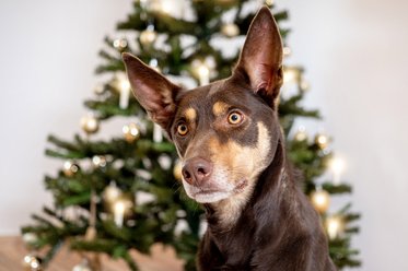 Kelpie Portrait Weihnachtsfotoshoot in Sachsen