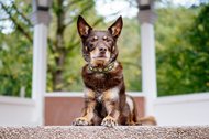 Kelpie im Schwarzwald Urlaub-001.jpg