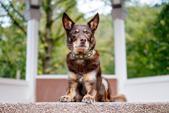 Kelpie im Schwarzwald Urlaub-001.jpg