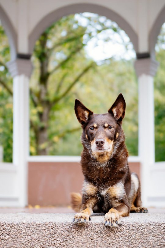 Kelpie im Schwarzwald Urlaub-002.jpg