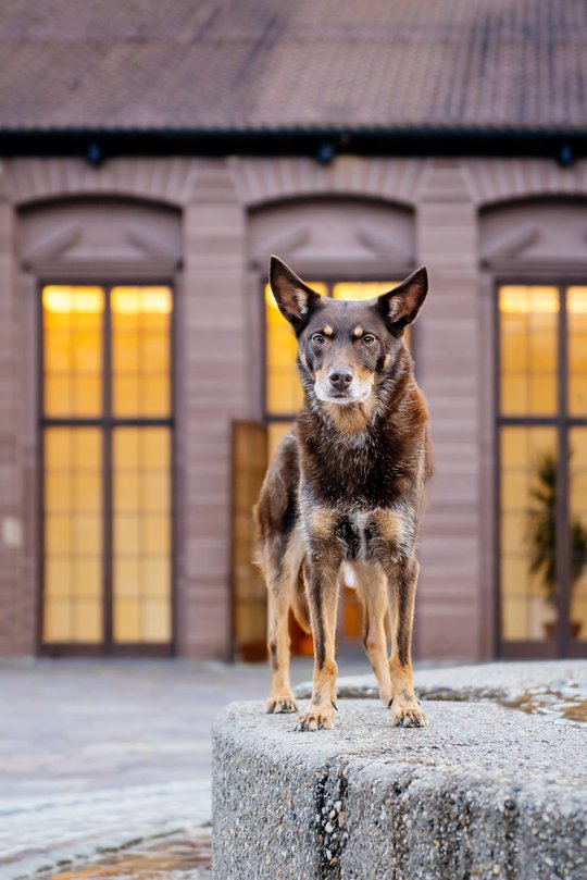 Kelpie im Schwarzwald Urlaub-003.jpg