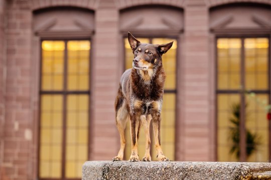 Kelpie im Schwarzwald Urlaub-005.jpg