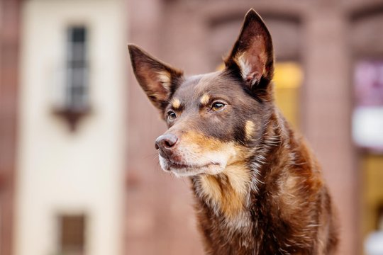 Kelpie im Schwarzwald Urlaub-006.jpg