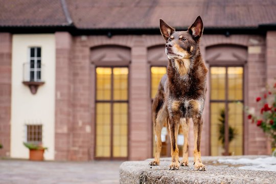 Kelpie im Schwarzwald Urlaub-007.jpg