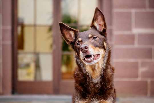 Kelpie im Schwarzwald Urlaub-009.jpg