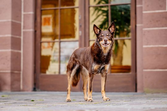 Kelpie im Schwarzwald Urlaub-010.jpg