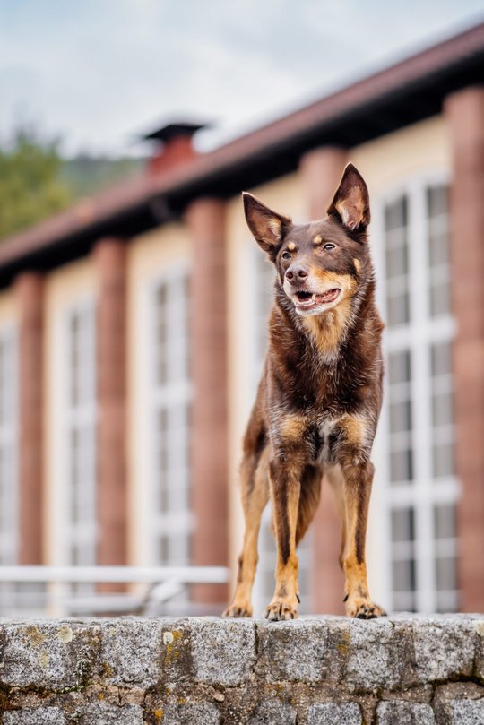 Kelpie im Schwarzwald Urlaub-011.jpg