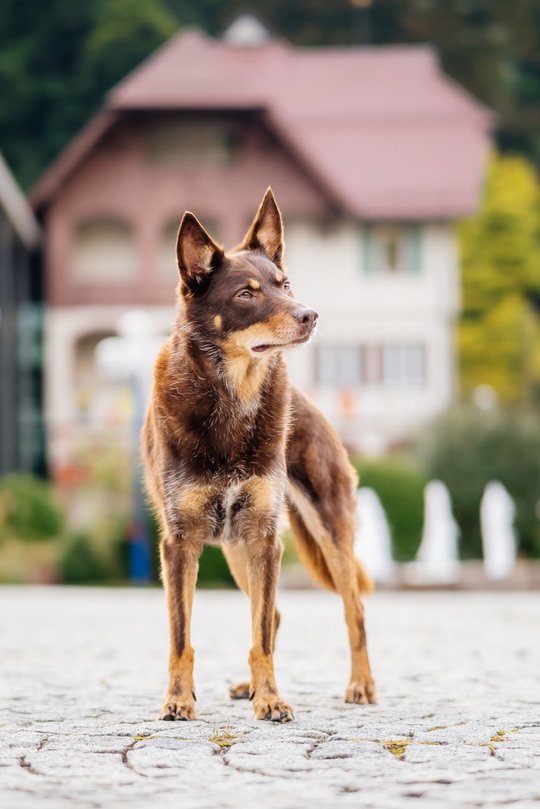 Kelpie im Schwarzwald Urlaub-012.jpg