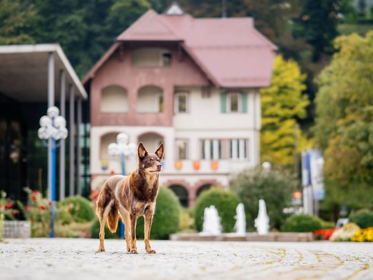 Kelpie im Schwarzwald Urlaub-013.jpg