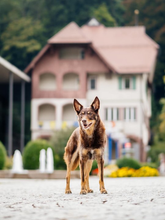 Kelpie im Schwarzwald Urlaub-015.jpg