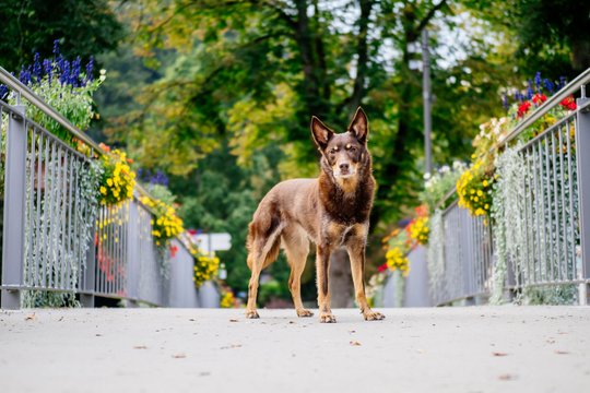 Kelpie im Schwarzwald Urlaub-016.jpg