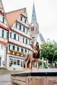 Kelpie im Schwarzwald Urlaub-017.jpg