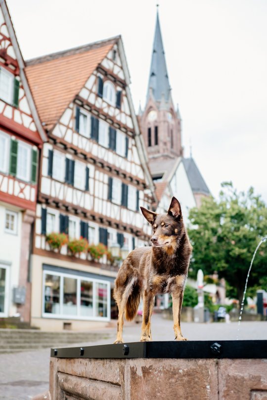 Kelpie im Schwarzwald Urlaub-017.jpg