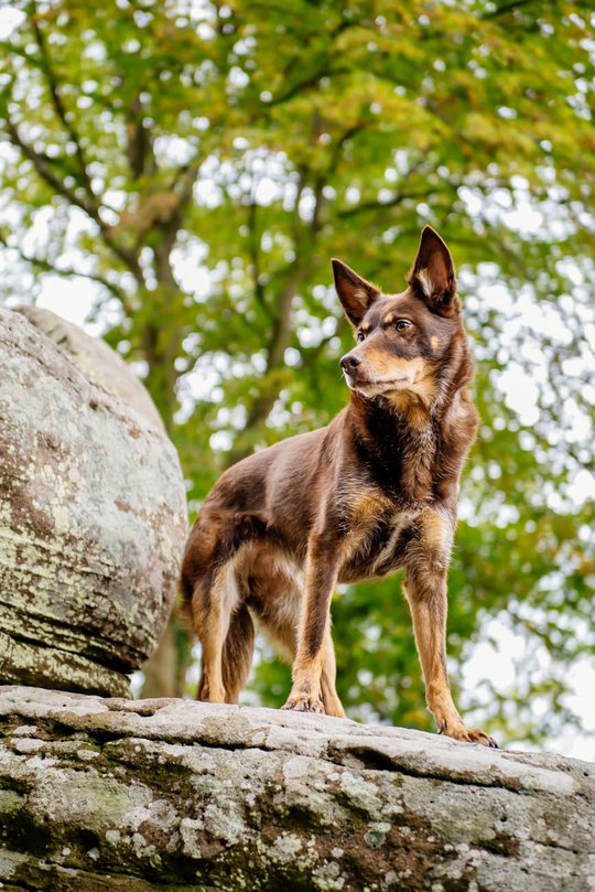 Kelpie im Schwarzwald Urlaub-020.jpg