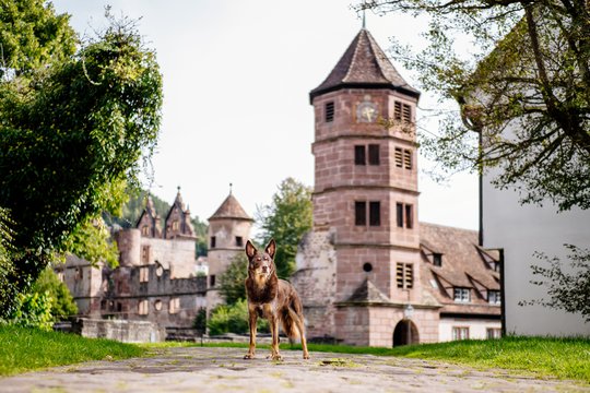 Kelpie im Schwarzwald Urlaub-021.jpg