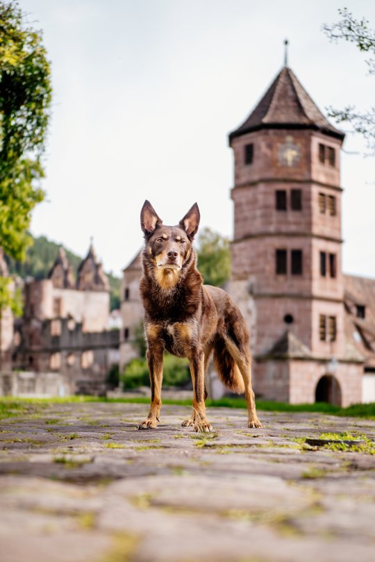 Kelpie im Schwarzwald Urlaub-022.jpg