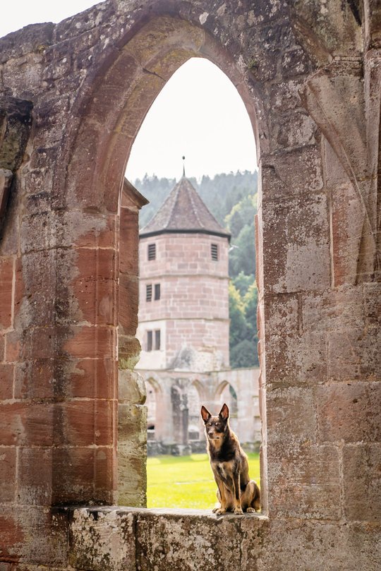 Kelpie im Schwarzwald Urlaub-023.jpg