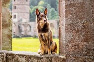 Kelpie im Schwarzwald Urlaub-024.jpg