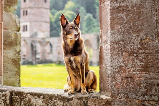 Kelpie im Schwarzwald Urlaub-024.jpg