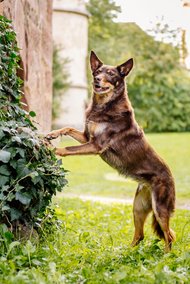 Kelpie im Schwarzwald Urlaub-025.jpg
