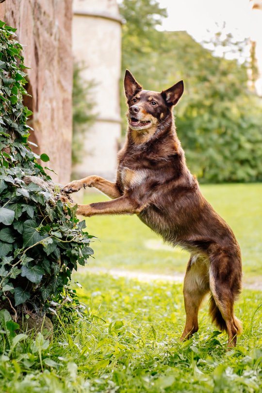 Kelpie im Schwarzwald Urlaub-025.jpg