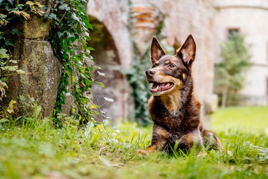 Kelpie im Schwarzwald Urlaub-026.jpg