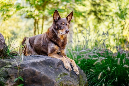 Kelpie im Schwarzwald Urlaub-027.jpg