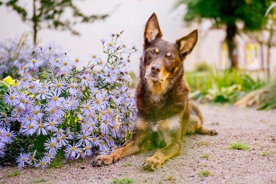 Kelpie im Schwarzwald Urlaub-030.jpg