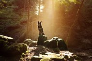 Kelpie im Schwarzwald Urlaub-035.jpg