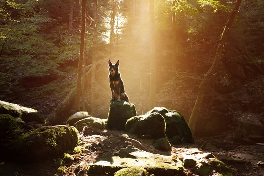 Kelpie im Schwarzwald Urlaub-035.jpg