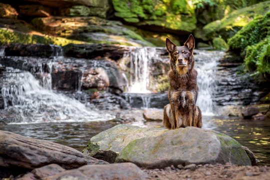 Kelpie im Schwarzwald Urlaub-037.jpg