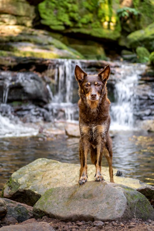 Kelpie im Schwarzwald Urlaub-039.jpg