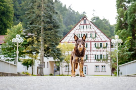 Kelpie im Schwarzwald Urlaub-040.jpg
