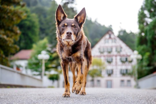 Kelpie im Schwarzwald Urlaub-041.jpg