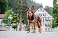 Kelpie im Schwarzwald Urlaub-042.jpg