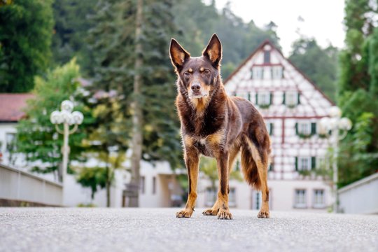 Kelpie im Schwarzwald Urlaub-042.jpg