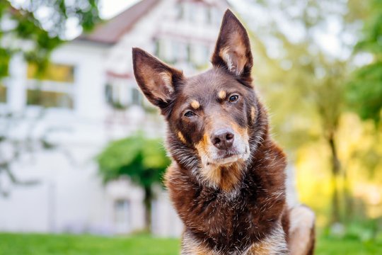 Kelpie im Schwarzwald Urlaub-043.jpg