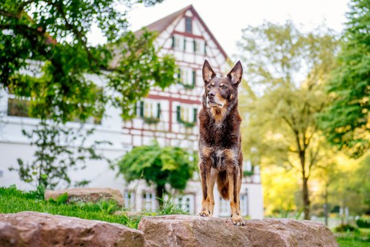 Kelpie im Schwarzwald Urlaub-044.jpg